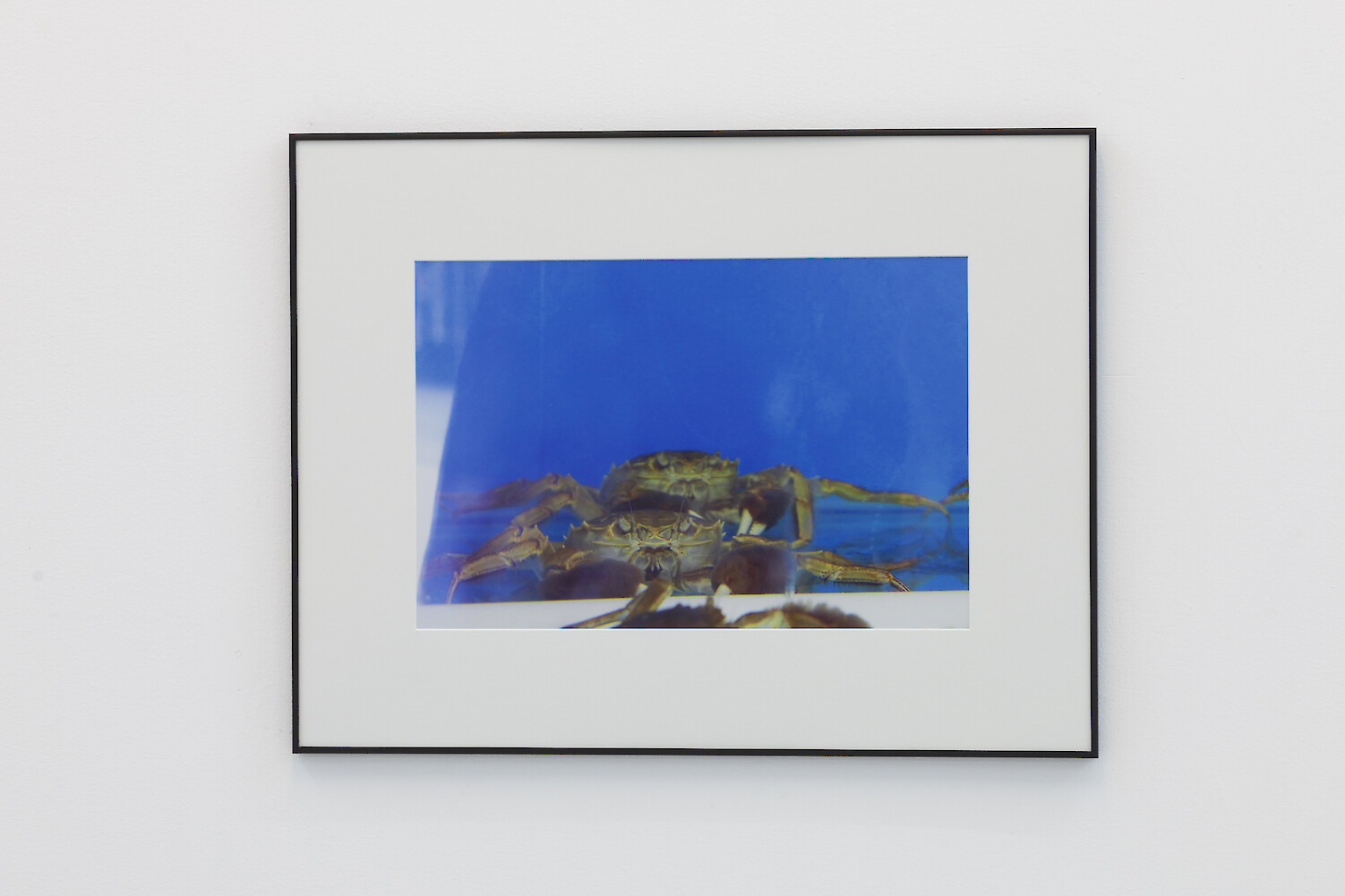 *TLYA 17_Crabs*, 2014, C-print, 50 x 65 cm